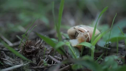 Side view. Adorable Helix Aspersa snail slowly opens her brown horns creeping in Stock Footage 156727597