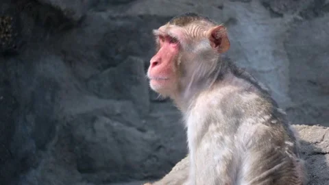 Side View Of Adult Macaque Monkey Looking Afar At Seoul Grand Park Zoo In Video stock 172145470