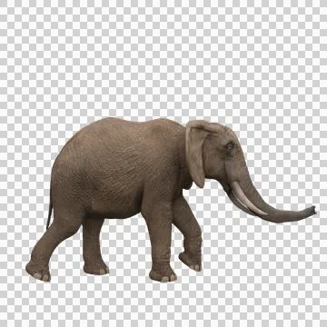 Side view of African elephant walking. 3D illustration. Stock Illustration