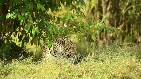 Side view of African leopard relaxing in a green bush. Vidéo 332411225