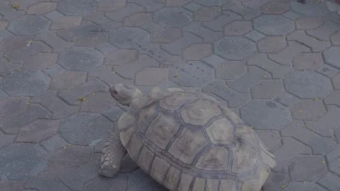 Side view of African spurred tortoise walking in the zoo, 4K UHD cinematic Stock Footage 335573901