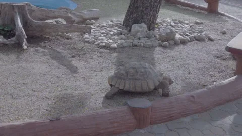 Side view of African spurred tortoise walking in the zoo, 4K UHD Stock Footage 335573911