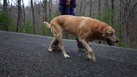 Side view of aging Golden Labrador Retriever walking awkwardly with injured hind Stock Footage 270086309