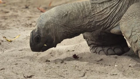 Side View of Aldabra Giant Tortoise Walking Video stock 341011369