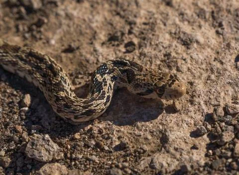 Side view alert desert snake Foto stock