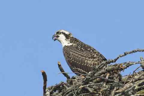 Side view of an alert osprey in a nest. Stock Photos