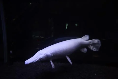 Side view of Alligator fish 스톡 사진