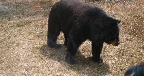 Side View Of An American Black Bear Against Rock Wall. close up Stock Footage 277024561