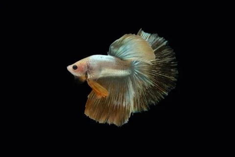 Side view angle of golden halfmoon grizzle betta siamese fighting fish Foto stock