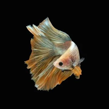 Side view angle of golden halfmoon marble grizzle betta siamese fighting fish Stock Photos