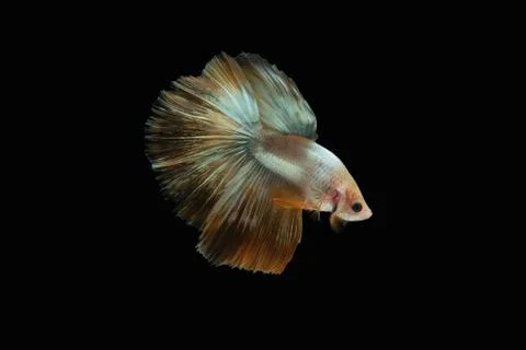 Side view angle of golden halfmoon marble grizzle betta siamese fighting fish Stock Photos
