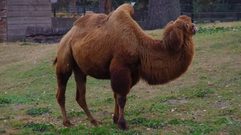 Side view of animal Bactrian camel (Camelus bactrianus) standing on a hummock. Stock Footage 98547020