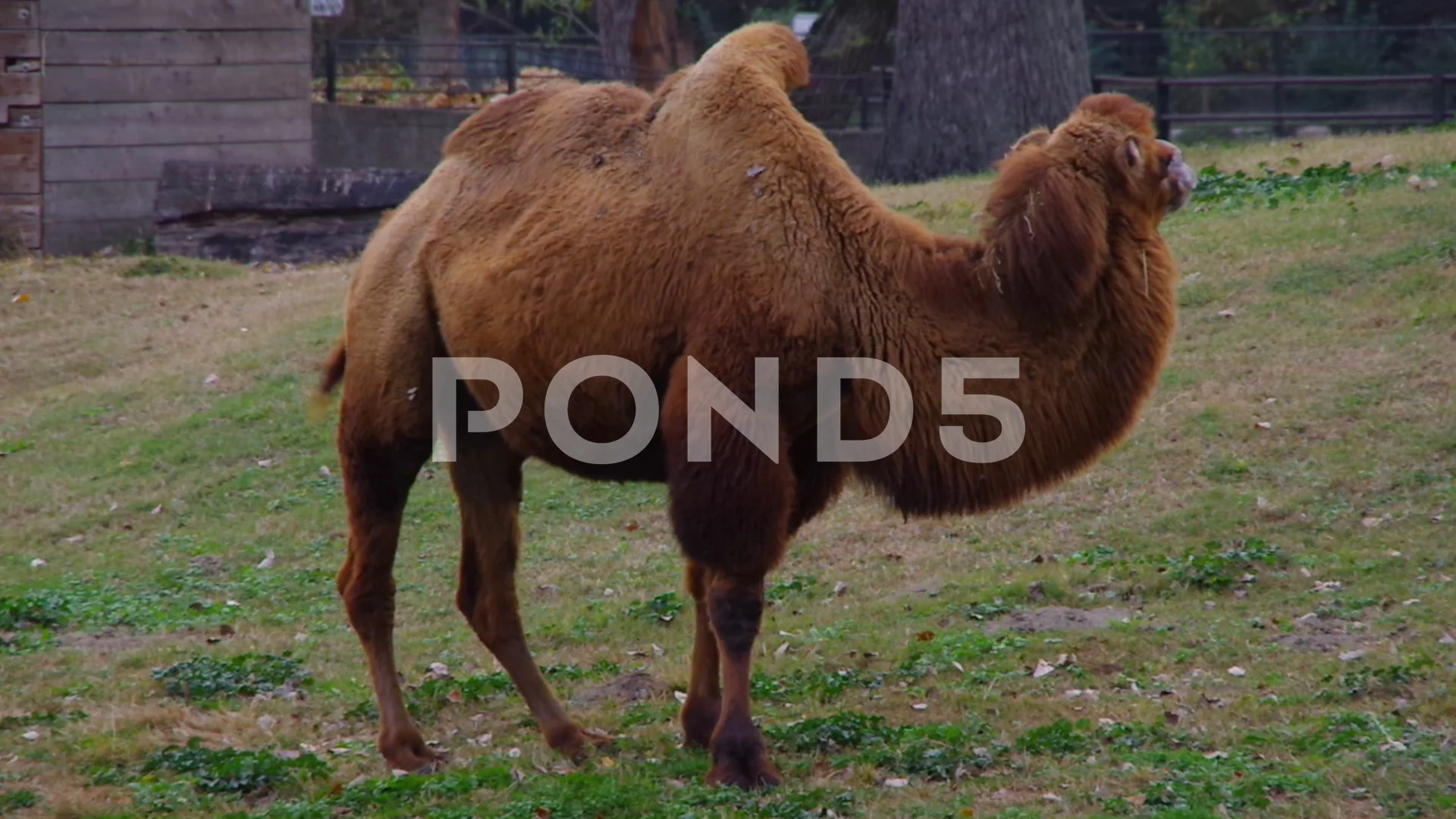 Side view of animal Bactrian camel (Camelus bactrianus) standing on a  hummock.