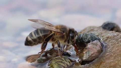 Side view of an Apis mellifera bee collecting water Stock Footage 328428255