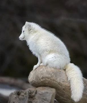 Side view of arctic fox sitting on top of a pile of rocks Stock Photos