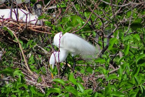 Side view of the Ardea alba in a tree. Stock Photos