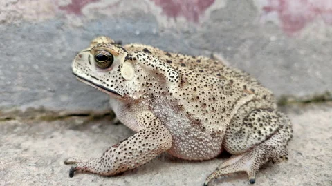 Side view of Asian Common Toad (Duttaphr... | Stock Video | Pond5