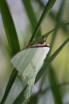 Side view of Asian moon moth Stock Photos