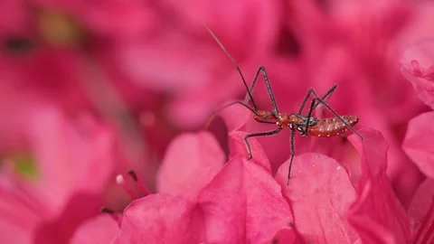 Side view of assassin bug walking across pink flowers Stock Footage 128716833
