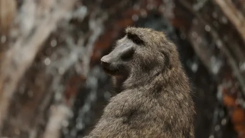 Side View Of Baboon Monkey With Waterfalls In The Background. - closeup Video stock 241888441