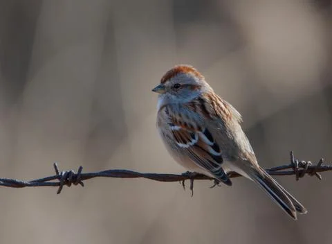 Side view of backlit American Tree Sparrow perched on barbed metal wire fence Stock Photos