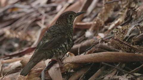 Side view of a bassian thrush on the forest floor at mt field Stock Footage 170043709