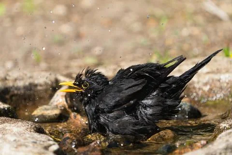 Side view of bathing blackbird Stock Photos