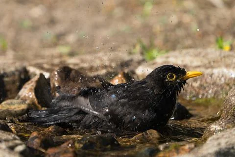 Side view of bathing blackbird Stock Photos