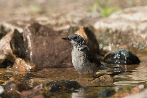 Side view of bathing eurasian lesser whitethroat Foto stock