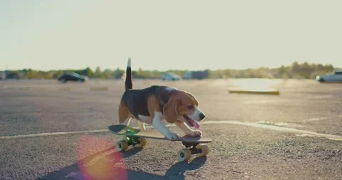 Side view of a beagle dog riding a skateboard. Side view. Slow motion Stock Footage 197689963