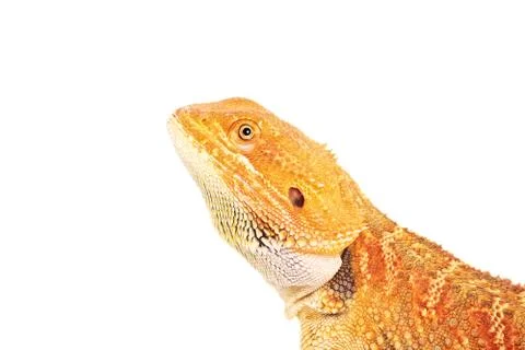 Side view of a bearded dragon Stock Photos