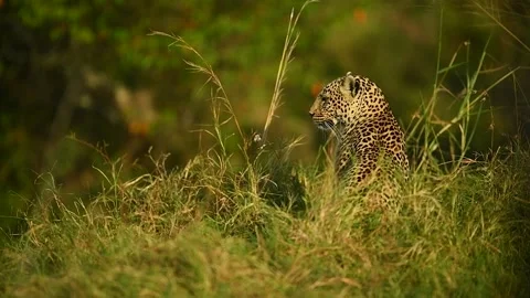 Side view of beautiful African leopard in the long green Savannah grass. Stock-Footage 332412093