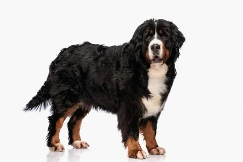 Side view of beautiful berna shepherd dog standing and panting Stock Photos