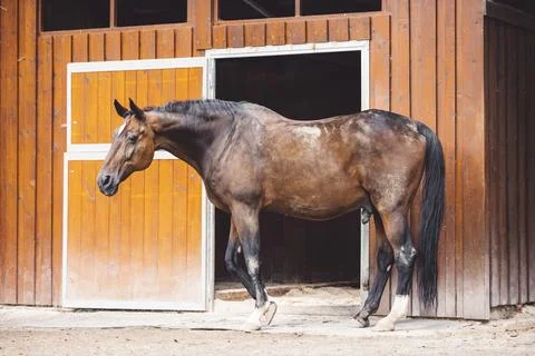 Side view of beautiful dark brown horse at a ranch in Slovenia Stock Photos