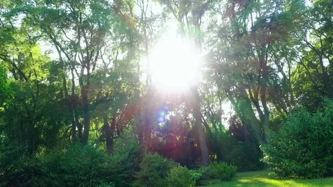 Side View Of Beautiful Green Forest While Driving at sunset time Stock Footage 91495297