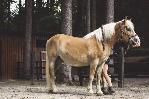 Side view of a beautiful light brown horse with blonde hair, standing still Stock Photos