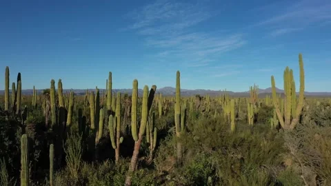 Side view of beautiful Mexican landscape full of tall cactuses Vídeo Stock 183822703
