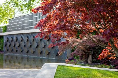 Side view of a beautiful tree with red carved maple leaves on the background of Stock Photos
