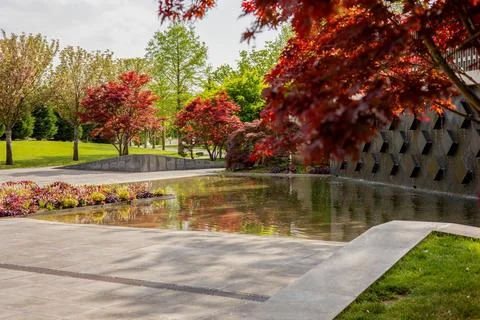 Side view of a beautiful tree with red carved maple leaves against the Stock Photos