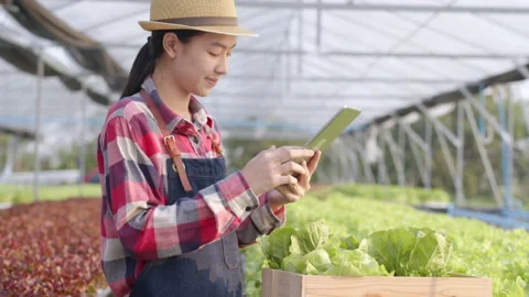 Side view Beautiful young farmer woman is using a tablet to check Stock Footage 147600317
