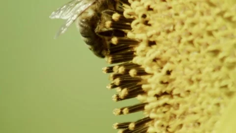 Side view of bee on sunflower blossom with developing seeds; close up 库存影片 335697661