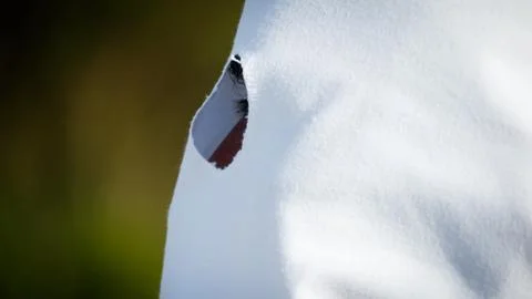 Side view of believer closeup behind shroud Stock Photos