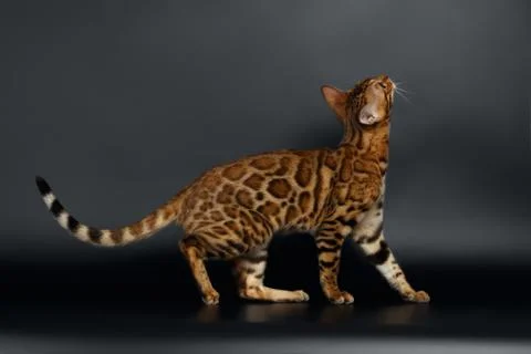 Side View Bengal Cat Looking up Stock Photos