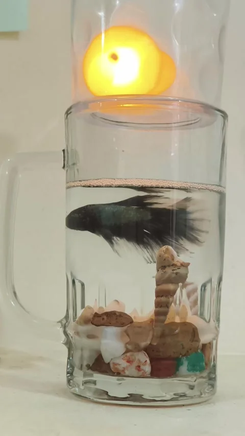 Side View of Betta Fish Swimming in Transparent Glass Stock Footage 325525427