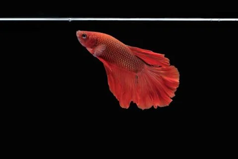 Side view of betta siamese fighting fish (Halfmoon Rosetail in red color) Stock Photos