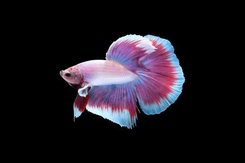Side view of betta siamese fighting fish Halfmoon lavender in white purple color Фото