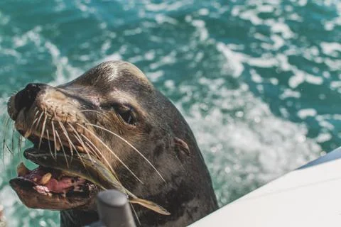 Side view of big and old sea lion on a boat eating a fish for a quick meal Stock Photos
