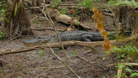 Side View Of Big Fresh Water Alligator In A Florida Slough Marsh Laying Video stock 75244826