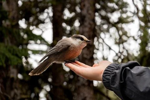 Side view of bird calmly perched on hand Foto stock