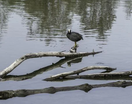 Side view of bird perching on tree stump Stock Photos